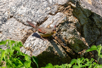A male pyrrhuloxia, Cardinalis sinuatus, also called the desert cardinal, hunting for bugs on a rocky outcropping in the Sonoran Desert along the Linda Vista hiking trail. Oro Valley, Arizona, USA.