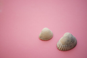 Two white grey seashells on an pink table