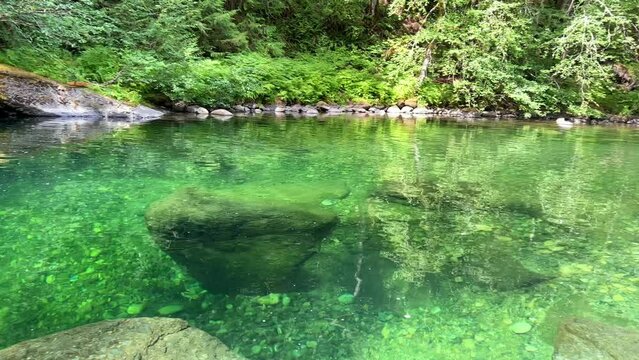 MacMillan Provincial Park Seven Wonders of Canada Vancouver island ancient Douglas fir Cathedral Grove old growth Douglas fir forest British Columbia cathedral grove huge thousand year old trees moss