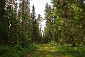 Small forest road. Nature and trees far from civilization. Cloudy day in the summer. Jämtland, Sweden, Scandinavia, Europe.