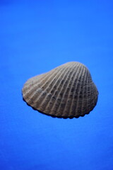 Grey seashell on a vivid blue table. Art card
