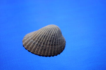 Grey seashell on a vivid blue ultramarine table.