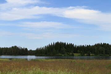 Swedish summer landscape at the countryside. Next to a lake with green reed herb. Forest far away in the distance. Jämtland, Sweden, Scandinavia, Europe.