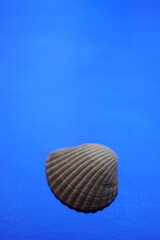 Gray seashell on a vivid blue ultramarine table.