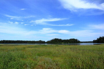Fototapeta premium Swedish summer landscape at the countryside. Next to a lake with green reed herb. Forest far away in the distance. Jämtland, Sweden, Scandinavia, Europe.