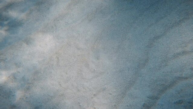 Small weever fish hides in the sand to blend in