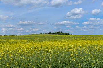 Obraz premium Yellow-flowering rapeseed in the summer