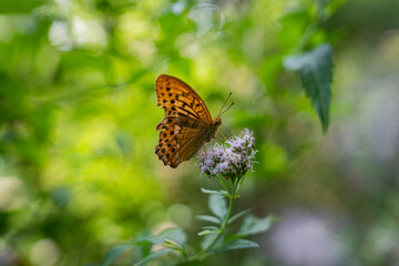 butterfly on a flower