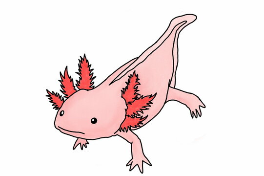 adorable Pink Axolotl Mexican salamander illustration