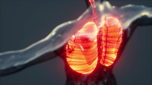 Hologram of inflamed lungs in the human body