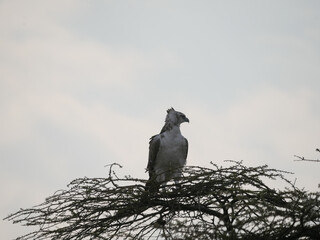 Eagle in National Park 