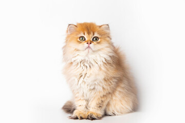 Fototapeta premium Portrait cute red ginger furry kitten on white background. kitty looking at camera. Concept pets