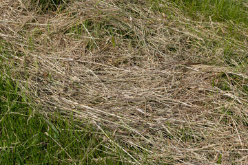 Drying of grass for obtaining and storing hay