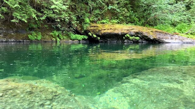MacMillan Provincial Park Seven Wonders of Canada Vancouver island ancient Douglas fir Cathedral Grove old growth Douglas fir forest British Columbia cathedral grove huge thousand year old trees moss