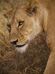 Lion female watching in the savanna