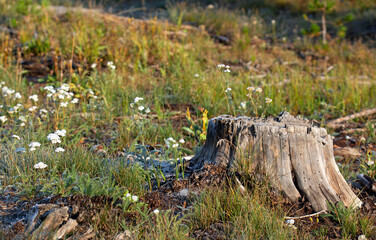 An old looking stump with white flowers around it