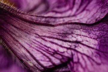textura de uma flor de orquídea com lente macro 