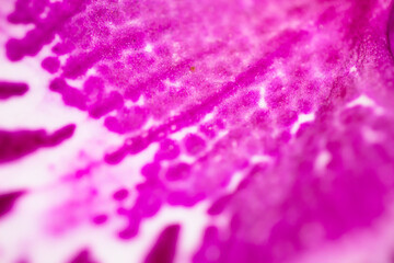 textura de uma flor de orquídea com lente macro