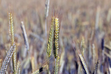 Fototapeta premium An agricultural field where cereals are grown to harvest grain