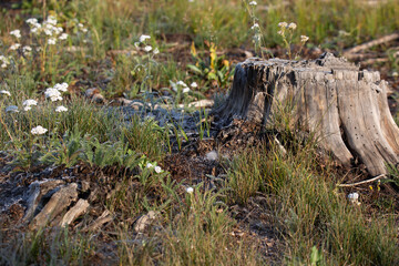 An old looking stump with white flowers around it