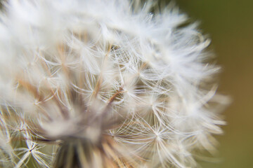 Closeup of dry dandelion. Beautiful white dandelion. Photo of nature.