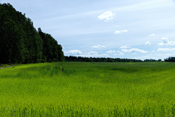 An agricultural field where green cereals grow