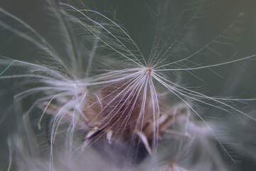 Closeup of dry dandelion. Beautiful white dandelion. Photo of nature.