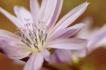 Fototapeta premium Macro photo of lactuca tenerrima. Purple flower. Photo of nature.