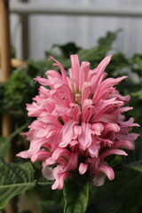 "Brazilian Plume Flower" (or Flamingo Flower, Jacobinia, Pine-Bur Begonia) in St. Gallen, Switzerland. Its Latin name is Jacobinia Carnea (Syn. Justicia Carnea), native to Brazil.