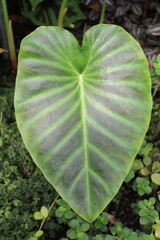 "Hitchhiker Elephant Ear" plant leaf (or Heart of Jesus Plant) in St. Gallen, Switzerland. Its Latin name is Remusatia Vivipara, native to Eastern India and Java.