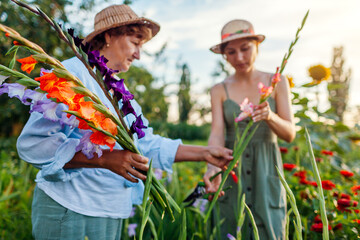 Women flower farmers pick fresh gladiolus in summer garden. Cut flowers harvest. Mother and daughter work outdoors