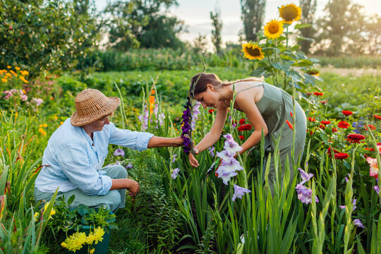 Flower farmers pick fresh gladiolus in summer garden. Cut flowers harvest. Mother and daughter work together