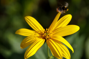 Eine Hummel und die Blüte eines Sonnenhut auf einer Wiese.