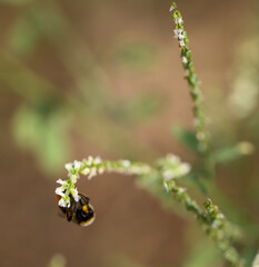 Eine Hummel und eine Pflanze mit feinen kleinen weißen Blüten.