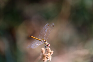 Eine Blutrote Heidelibelle, Symetrum sanguineum auf einer Pflanze.