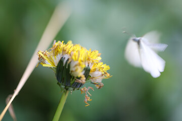 Ein Grünader Weißling, Peris napi und eine gelbe Blüte.