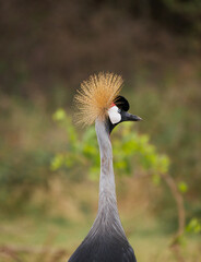 Royal crane in the savanna 