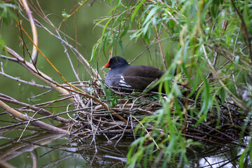 Eine Teichralle, ein Teichhuhn auf ihrem Nest zum brüten.
