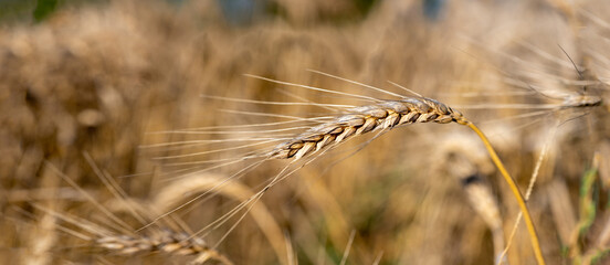 Ear of wheat in field, single, close-up.