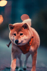 Shiba inu