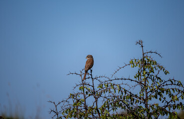 Red-backed Shrike (Lanius collurio), male perched on a twig, Turkey biosphere reserve,