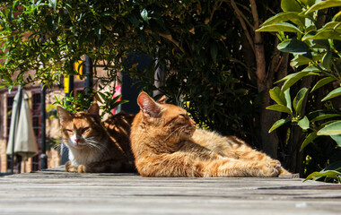 Red street cats lie against the background of green foliage and bask in the sun. Red striped cats in Turkey are resting in the shade in the park.