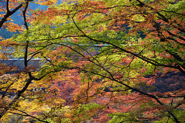 秋の談山神社　境内の紅葉　奈良県桜井市多武峰