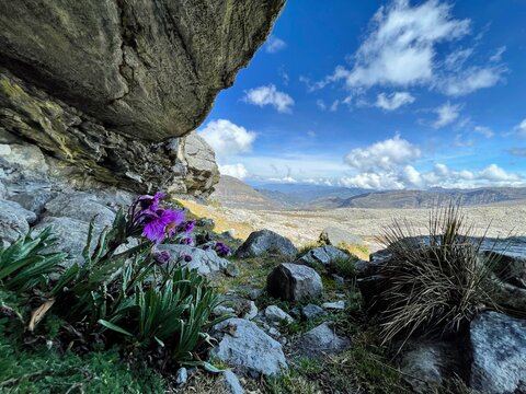 Flor en la cueva del hombre