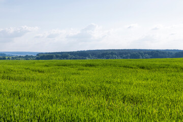Agricultural wheat field with unripe wheat