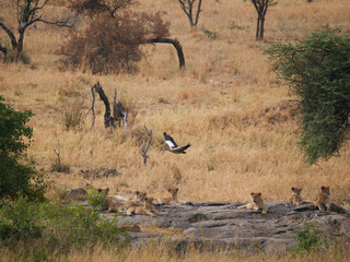 Lions clan in the Savannah on a rock
