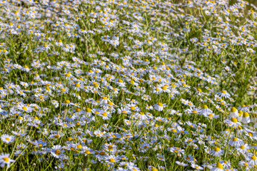 White daisies in the summer in the field