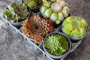 Sempervivum plants, different varieties,  in plastic plant pots and tray. On a dark stone background