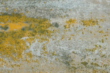 lichen on the rock, abstract texture background