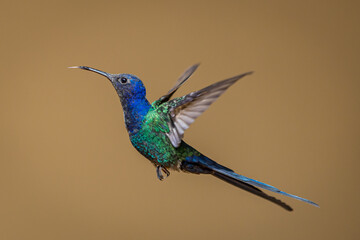 Pássaro Beija-Flor Voando Brazil
